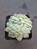*GLGhybrid(1-789) Echeveria Elegans 'Alba' hybrid crested 白月影杂缀化