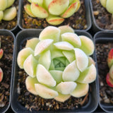 *GLGhybrid(1-1688) Special hybrid pack of 4