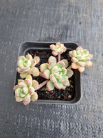 *GLGhybrid(1-613) Sedum Perezdelarosae hybrid 焦糖精灵杂