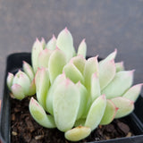 *GLGhybrid(1-1651) Echeveria Bradburiana hybrid 火焰杯杂