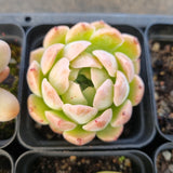 *GLGhybrid(1-1687) Special hybrid pack of 4