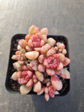 Echeveria Jelly Jam 回声