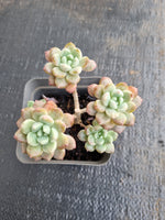 *GLGhybrid(1-610) Graptopetalum Red Bean 姬红豆