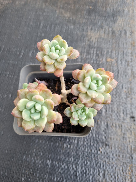 *GLGhybrid(1-610) Graptopetalum Red Bean 姬红豆