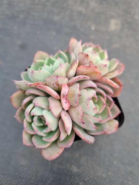 *GLGhybrid(1-928) Echeveria Reglensis hybrid 红颜杂