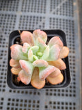 Echeveria New Irish Mint 新爱尔兰薄荷