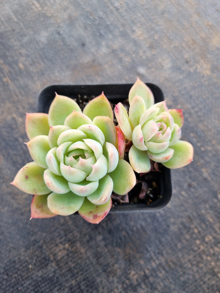 *GLGhybrid(1-298) Echeveria Pulidonis Veracruz hybrid 红边灵影杂