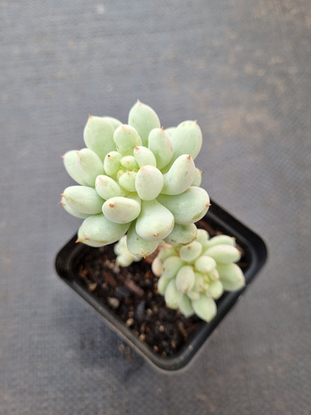 Pachyveria sp. (ice cream）冰淇淋