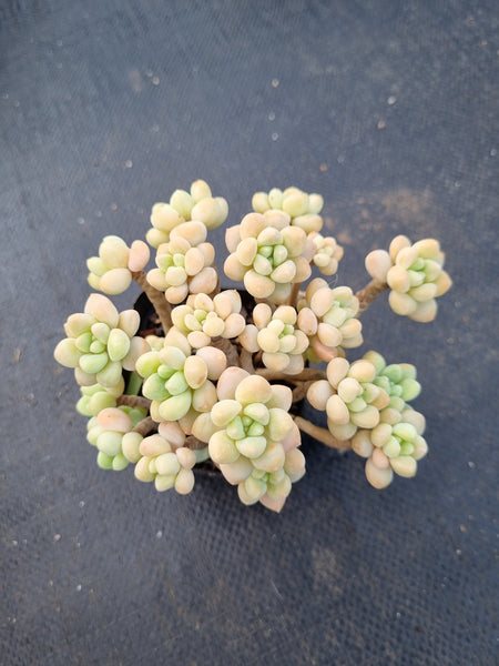 *GLGhybrid(1-1402) Graptopetalum ‘Blush Danko’ 绯丸