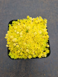 Sedum 'Tokyo Sun' 黄金万年草