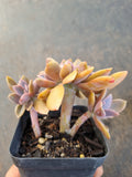 Graptoveria Fred Ives crested 紫鹤缀化