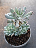11cm pot Echeveria sp. (New Irish Mint) variegated 新爱尔兰薄荷锦