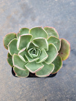 Echeveria Relena 莉莉娜