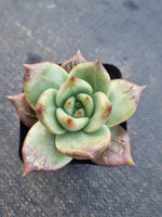 *GLGhybrid(1-782) Echeveria Champaign hybrid 香槟杂
