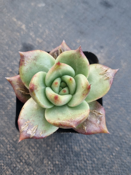 *GLGhybrid(1-782) Echeveria Champaign hybrid 香槟杂