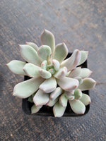 *GLGhybrid(1-739) Echeveria cuspidata var. Zaragozae hybrid 黑爪杂