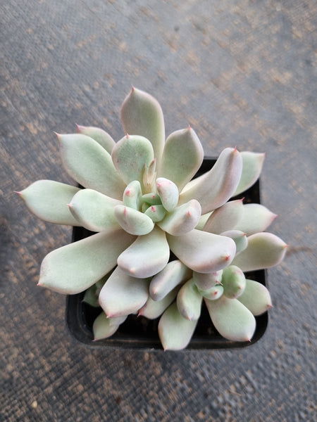 *GLGhybrid(1-739) Echeveria cuspidata var. Zaragozae hybrid 黑爪杂
