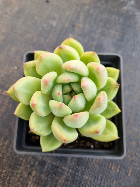 *GLGhybrid(1-1272) Pachyveria Elaine hybrid  香水杂