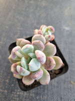 *GLGhybrid(1-1314)  Pachyveria Elaine hybrid 香水杂