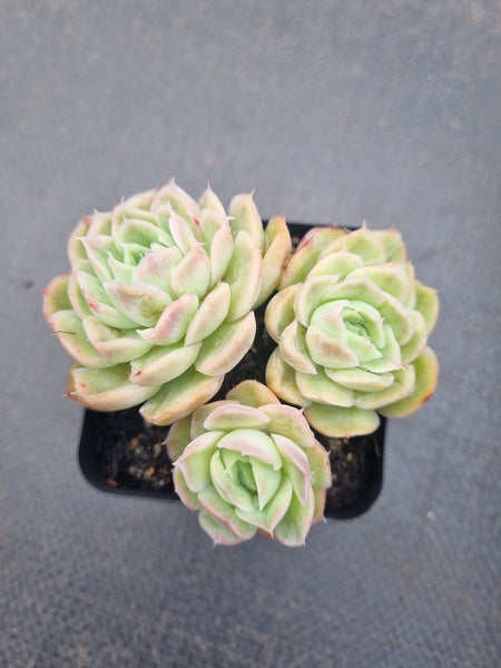 *GLGhybrid(1-1349) Echeveria Schichi-kuksi hybrid