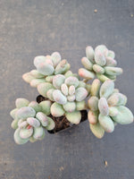 *GLGhybrid(1-1088) Pachyveria 'Concubine's Finger' 贵妃手指