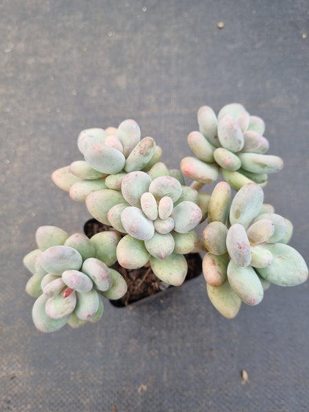 *GLGhybrid(1-1088) Pachyveria 'Concubine's Finger' 贵妃手指