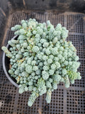 11cm pot Sedum Dasyphyllum 'Major' 璇叶姬星美人