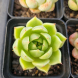 *GLGhybrid(1-1682) Special hybrid pack of 4