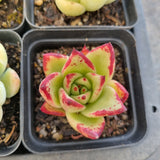 *GLGhybrid(1-1688) Special hybrid pack of 4