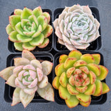 *GLGhybrid(1-501) Special hybrid pack of 4