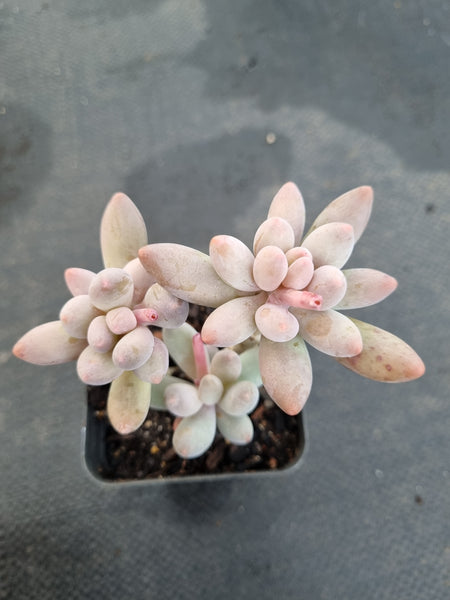 *GLGhybrid(1-1159) Pachyphytum Baby Finger hybrid 婴儿手指杂