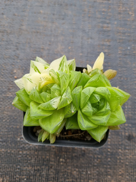 Haworthia Xantha Gold varigated 黄金凝脂菊锦