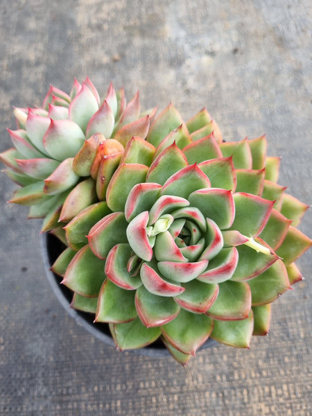 *GLGhybrid(2-196) Echeveria 'Puli-lindsayana' hybrid 宝丽安娜杂