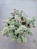 11cm pot Sedum furfuraceum 群毛豆