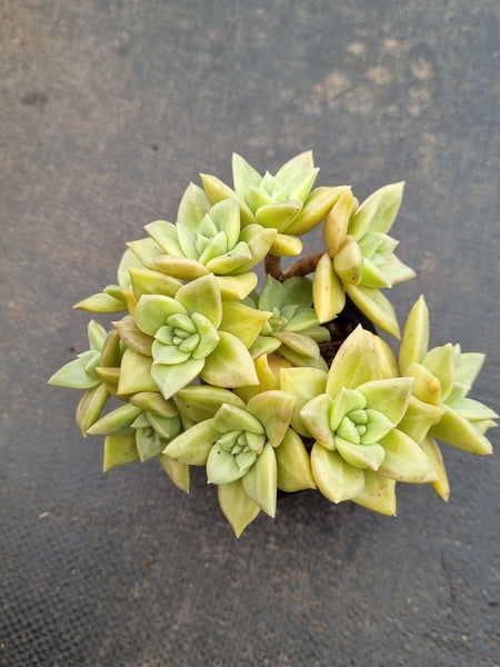 Echeveria Citrina 黄金表丽娜