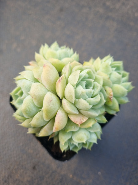 *GLGhybrid(1-1325) Echeveria Elegans 'Alba' hybrid 白月影杂