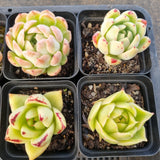 *GLGhybrid(1-1687) Special hybrid pack of 4