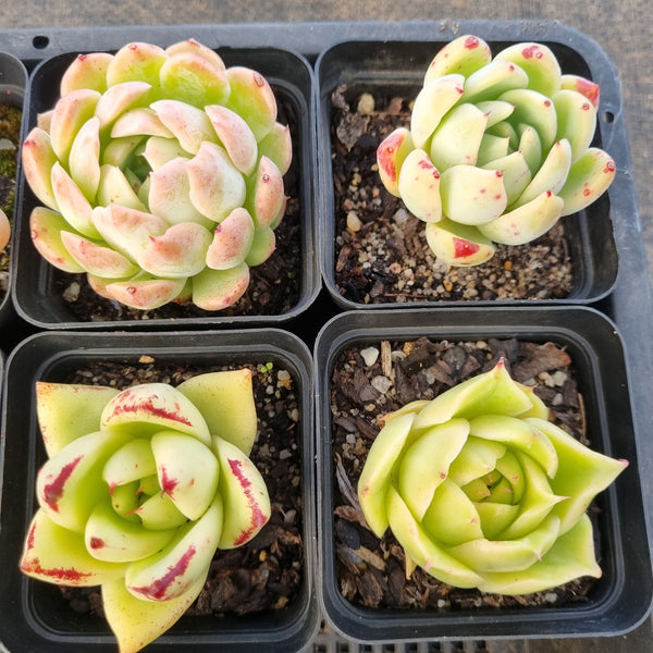 *GLGhybrid(1-1687) Special hybrid pack of 4