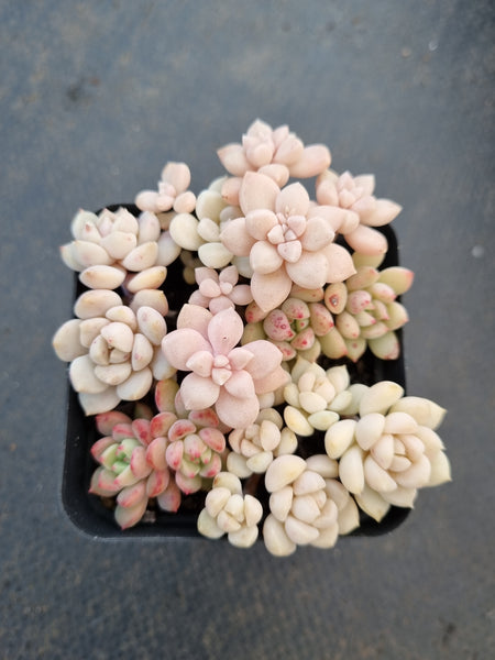 *GLGhybrid(1-1040) Assorted Succulents