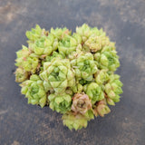 Haworthia no ID