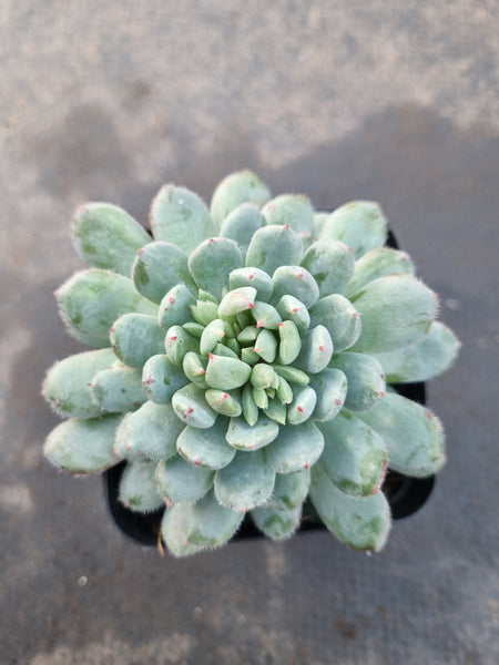 Echeveria setosa var. deminuta x lilacina 姬小光