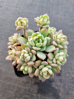 *GLGhybrid(1-846)  Echeveria Sierra Hybrid 爱斯诺杂