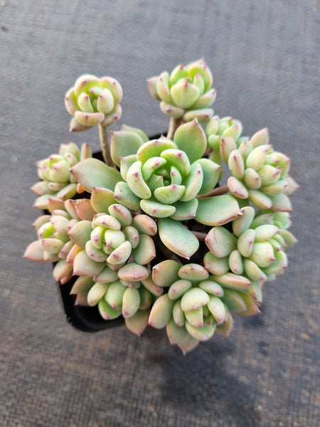 *GLGhybrid(1-846)  Echeveria Sierra Hybrid 爱斯诺杂
