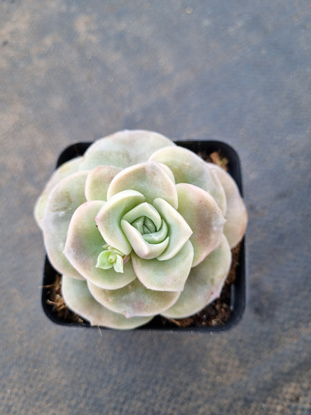 Graptoveria Lovely Rose - wide leaf 大叶可爱玫瑰