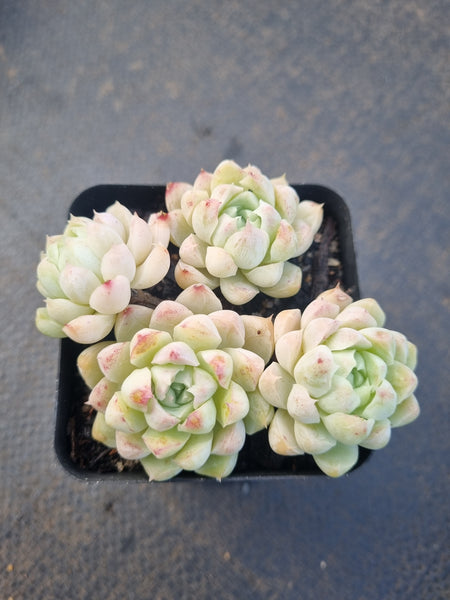 *GLGhybrid(1-1327) Echeveria Elegans 'Alba' hybrid 白月影杂
