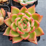 *GLGhybrid(1-497) Special hybrid pack of 4