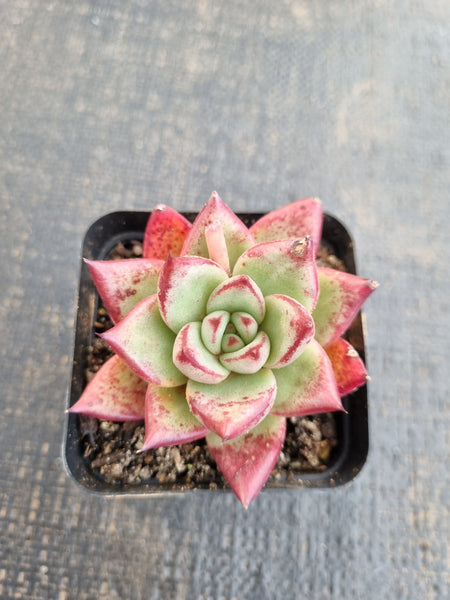 *GLGhybrid(1-1299) Echeveria agavoides Ebony x Rubin 乌螺