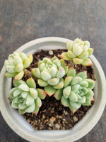 *GLGhybrid (2-246) Echeveria Elegans 'Alba' hybrid 白月影杂