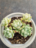 *GLGhybrid (2-246) Echeveria Elegans 'Alba' hybrid 白月影杂