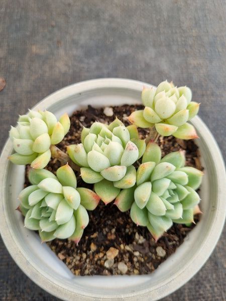*GLGhybrid (2-246) Echeveria Elegans 'Alba' hybrid 白月影杂